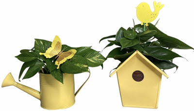 Birdhouse and Watering Can Dish Gardens